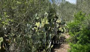 Verkauf Eigentum Alaior