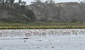 Verkauf Grundstück Comporta