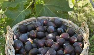 Verkauf Haus Mouans-Sartoux