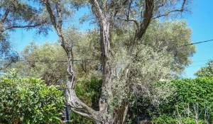 Verkauf Villa Antibes