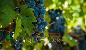 Verkauf Weingut Bordeaux