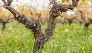 Verkauf Weingut Bordeaux