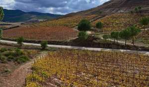 Verkauf Weingut Cuenca